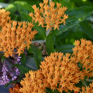 Asclepias tuberosa -  Butterfly Milkweed