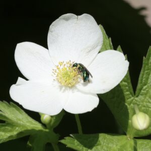 Anemone canadensis - Canada Anemone