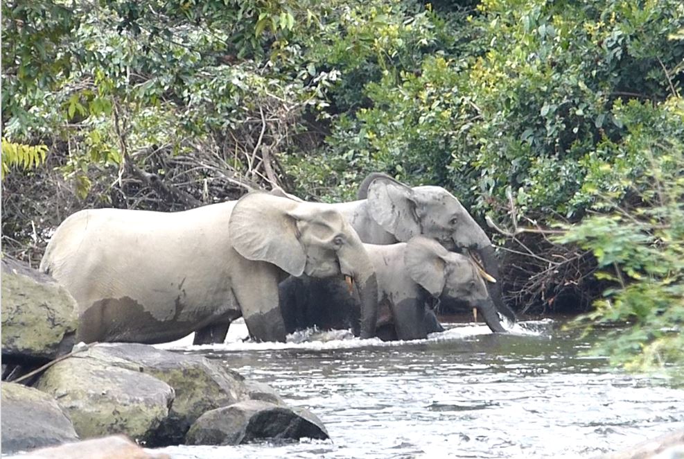Elephants crossing a river