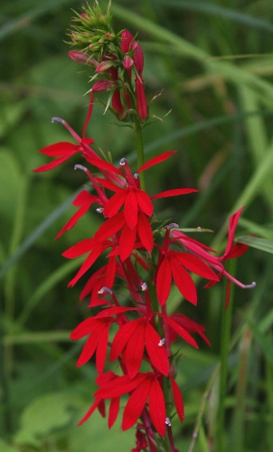 Lobelia cardinalis – Cardinal Flower - Friends of the Arboretum (FOA)