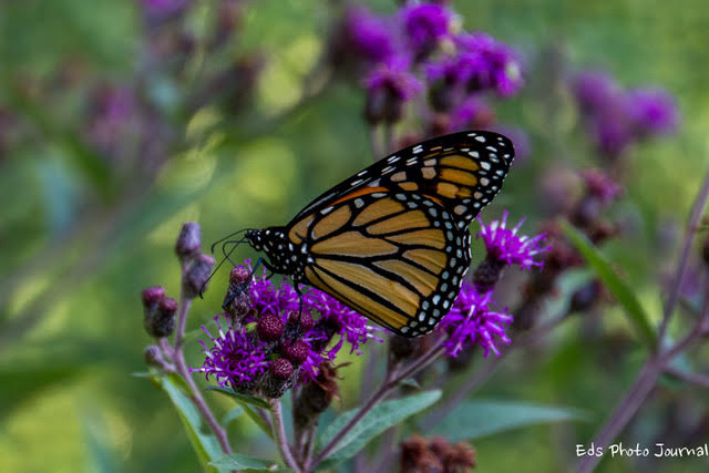 Citizen Science Kit - Monarch Butterflies! - Friends of the Arboretum (FOA)