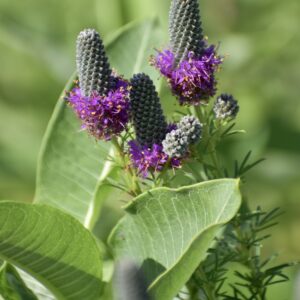 Dalea purpurea - Purple Prairie Clover