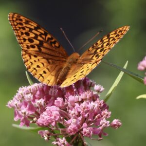 Asclepias incarnata - (Red or Swamp) Marsh Milkweed