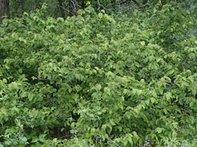 Corylus americana - American Hazelnut