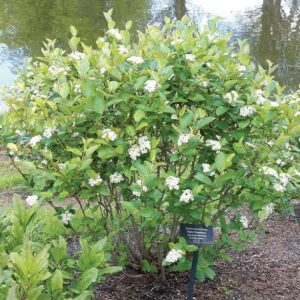 Aronia melanocarpa - Black Chokeberry