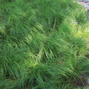 Carex pensylvanica - Pennsylvania Sedge