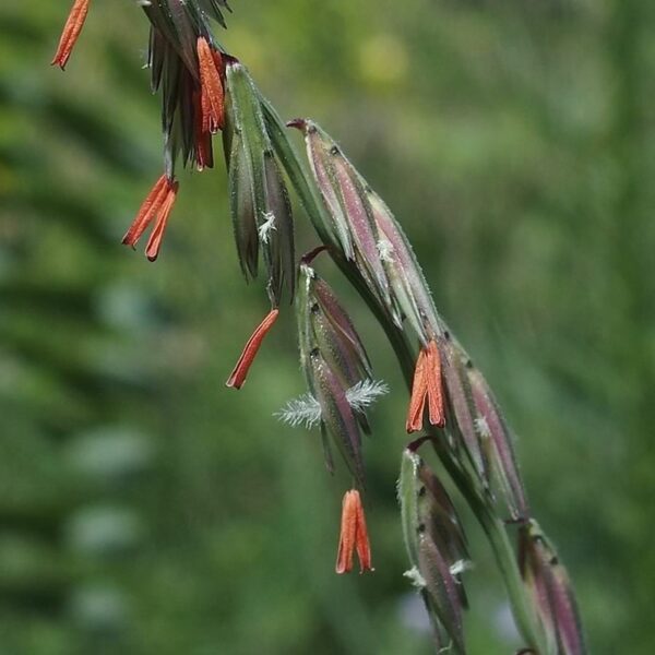 Bouteloua curtipendula - Side Oats Grama Grass