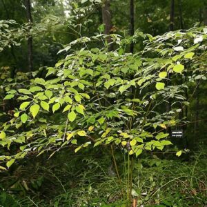 Cornus alternifolia - Pagoda Dogwood