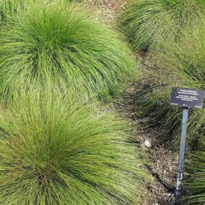 Sporobolus heterolepsis - Prairie Dropseed Grass