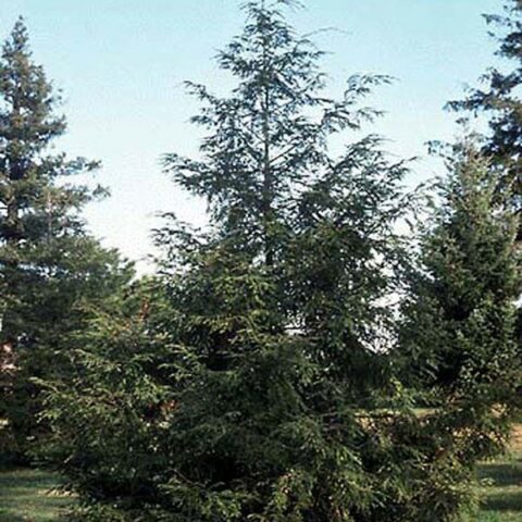 Tsuga canadensis - Canadian Hemlock - Friends of the Arboretum (FOA)