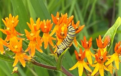 Helping Monarchs, one Backyard Garden at a Time