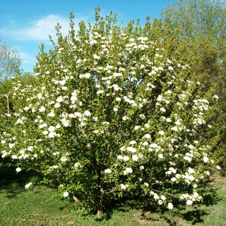 viburnum-american-cranberrybush