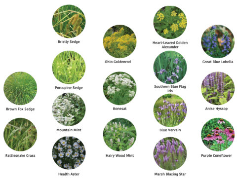 Rain Garden Plant List - Friends of the Arboretum (FOA)