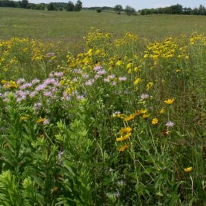 Shortgrass prairie with grasses and blooming flowers