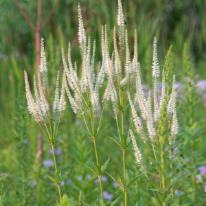 Culvers root blooming in a field.