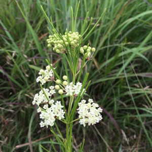 Flowering whorled milkweed