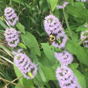 Blephilia ciliata - Downy Wood Mint