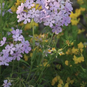 Phlox pilosa - Downy Phlox