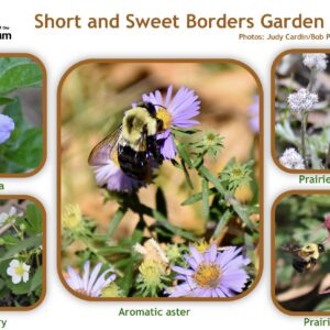 Short and Sweet Borders Garden Kit