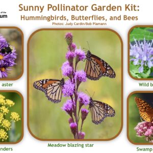 Sunny Pollinator Garden Kit: Hummingbirds, Butterflies and Bees