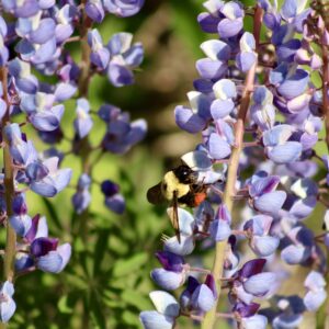 Lupinus perennis - Wild Lupine