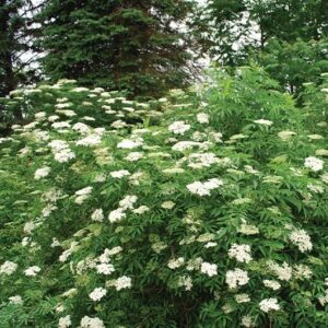 Sambucus canadensis - American Elderberry