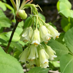 Staphylea trifolia - Bladdernut