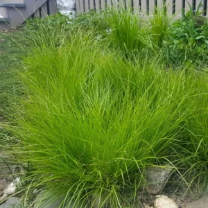 Carex rosea - Rosy Sedge